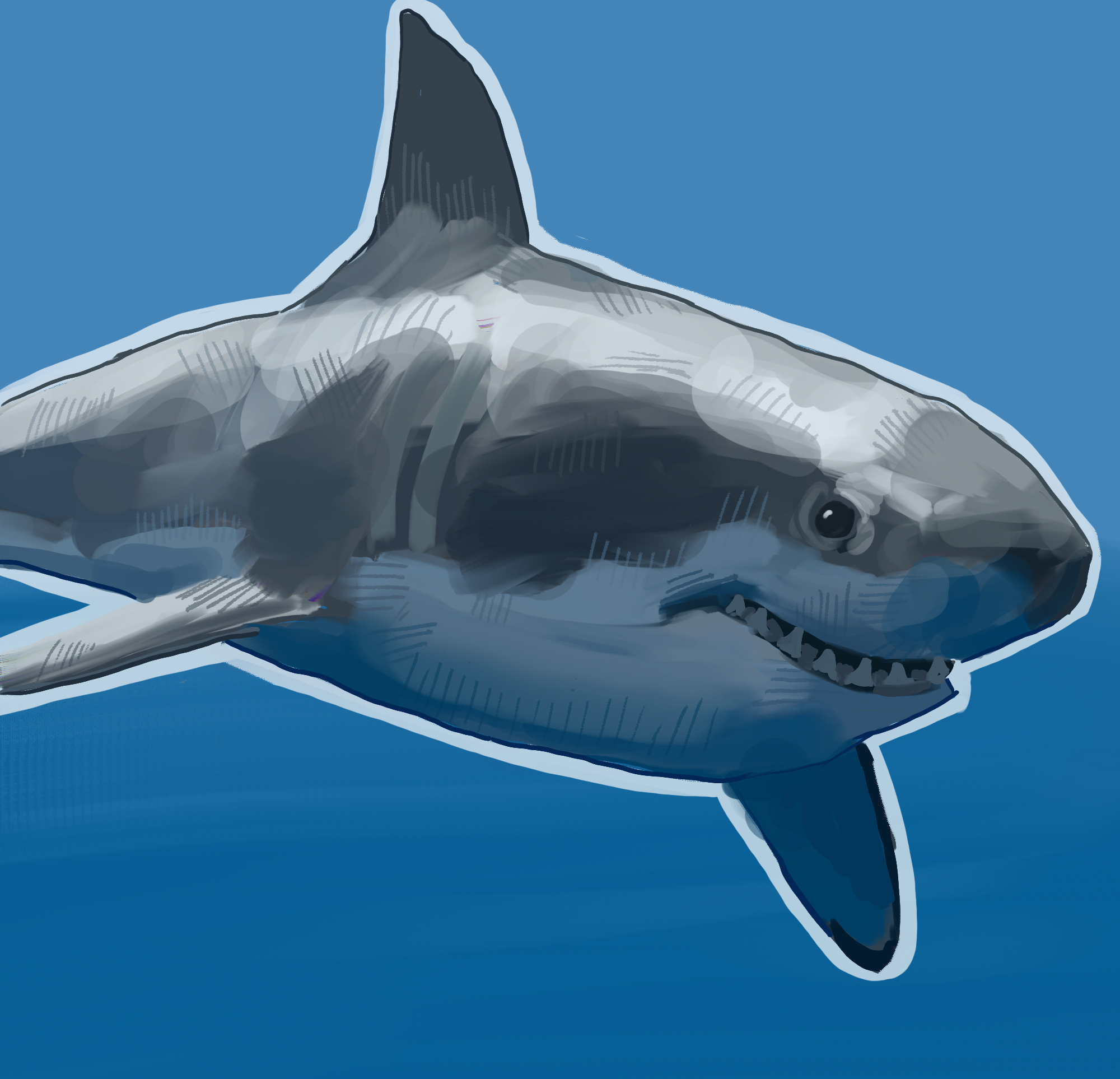 A shark illustration